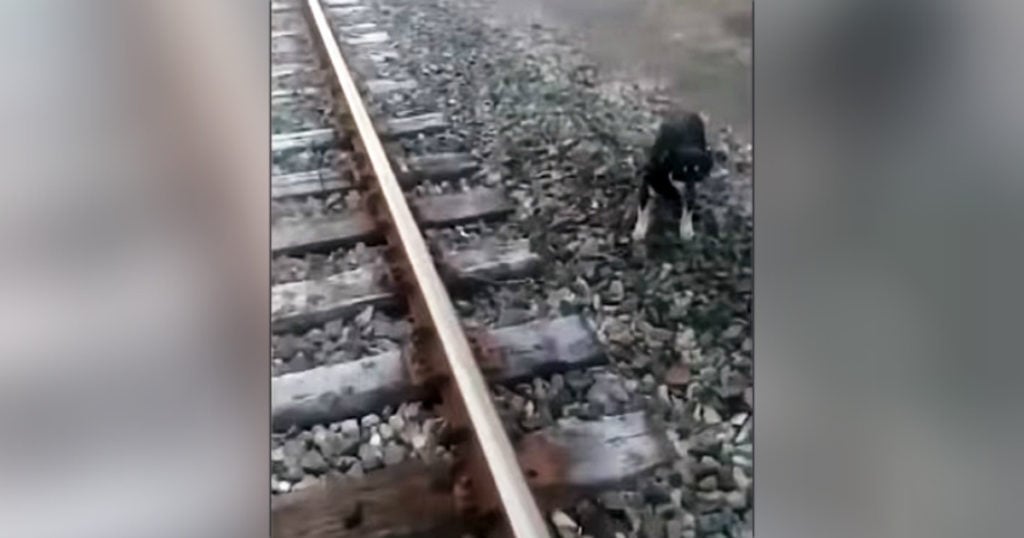 dog chained to railroad