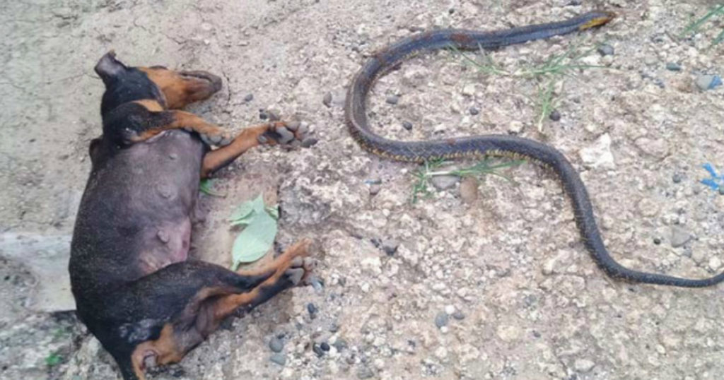 dog died cobra attack miley moxie
