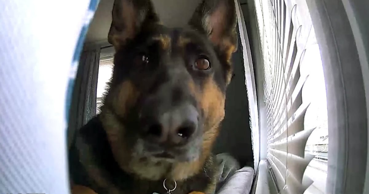 german shepherd dog video sasha home security