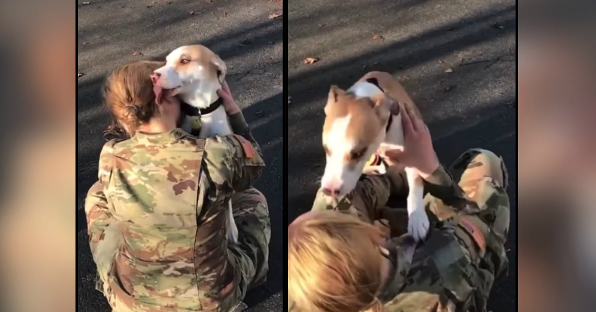 dog's reaction to soldier coming home