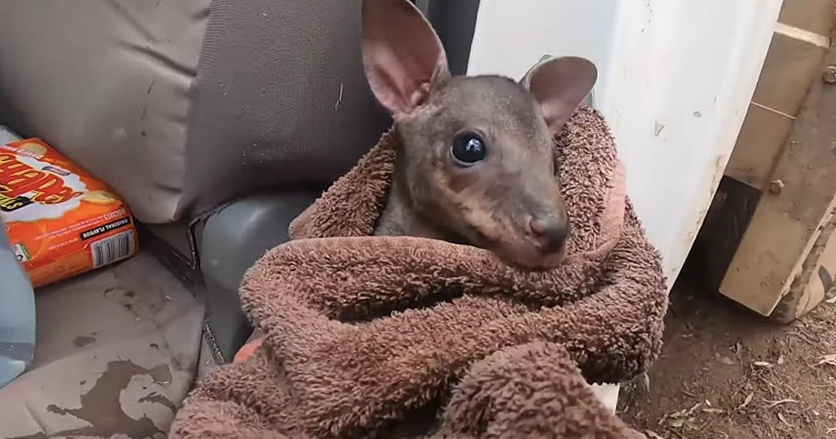 baby kangaroo in australia saved