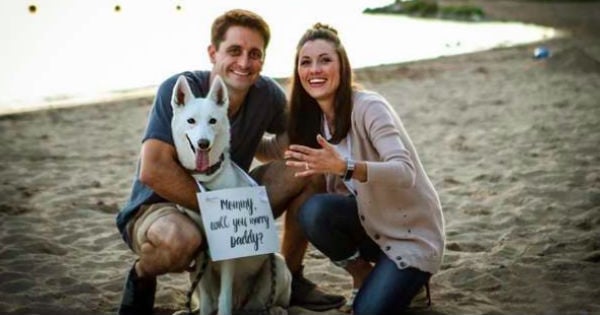 dog helps with proposal