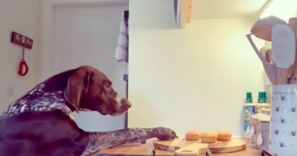 dog stealing cupcakes