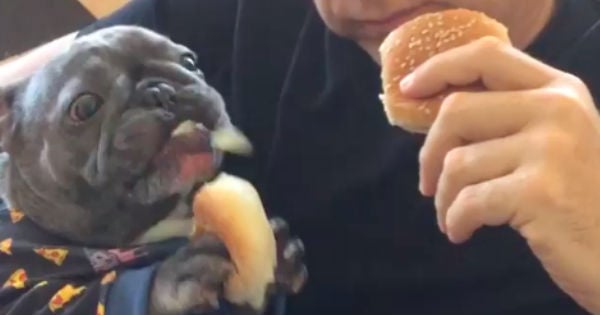 dog eats like human