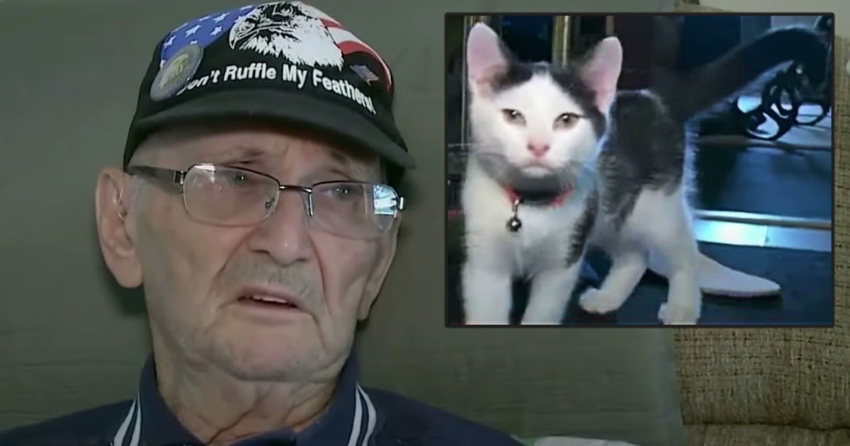 cat saves life of 84-year-old veteran