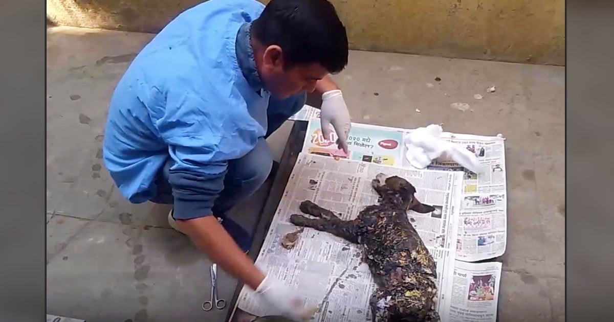 dog covered in tar champi
