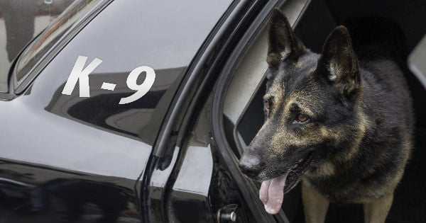 heroic police dog