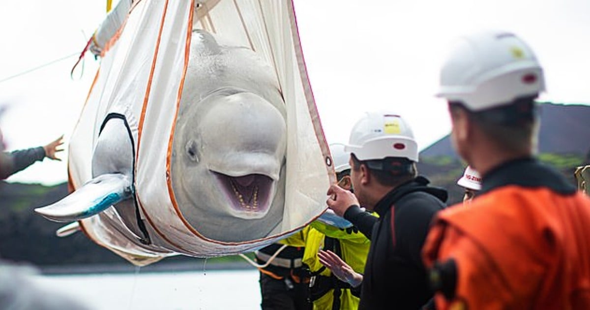 two beluga whales rescued little grey little white f