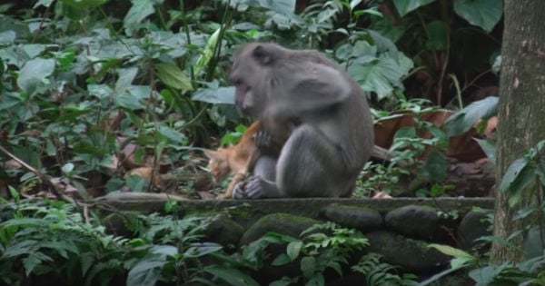 monkey adopts orange kitten