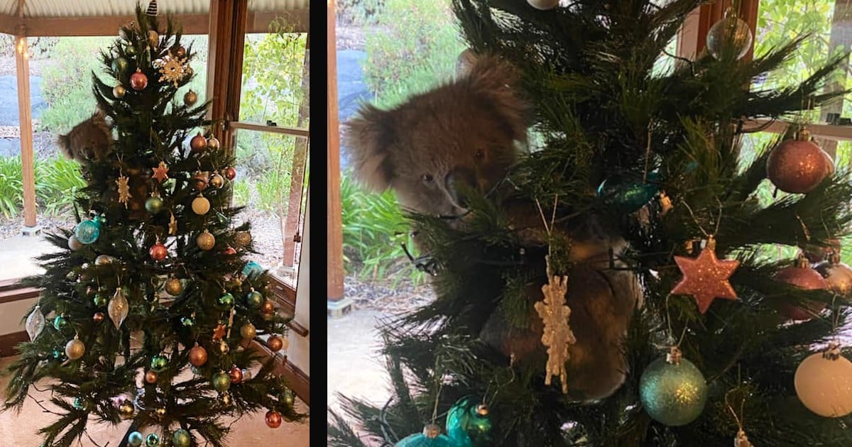 koala in the christmas tree