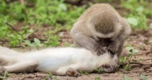 monkey giving CPR