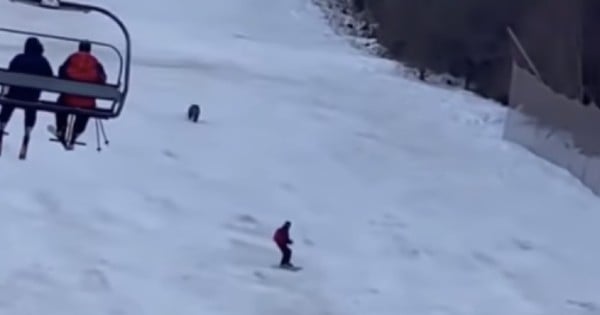 bear chases skier