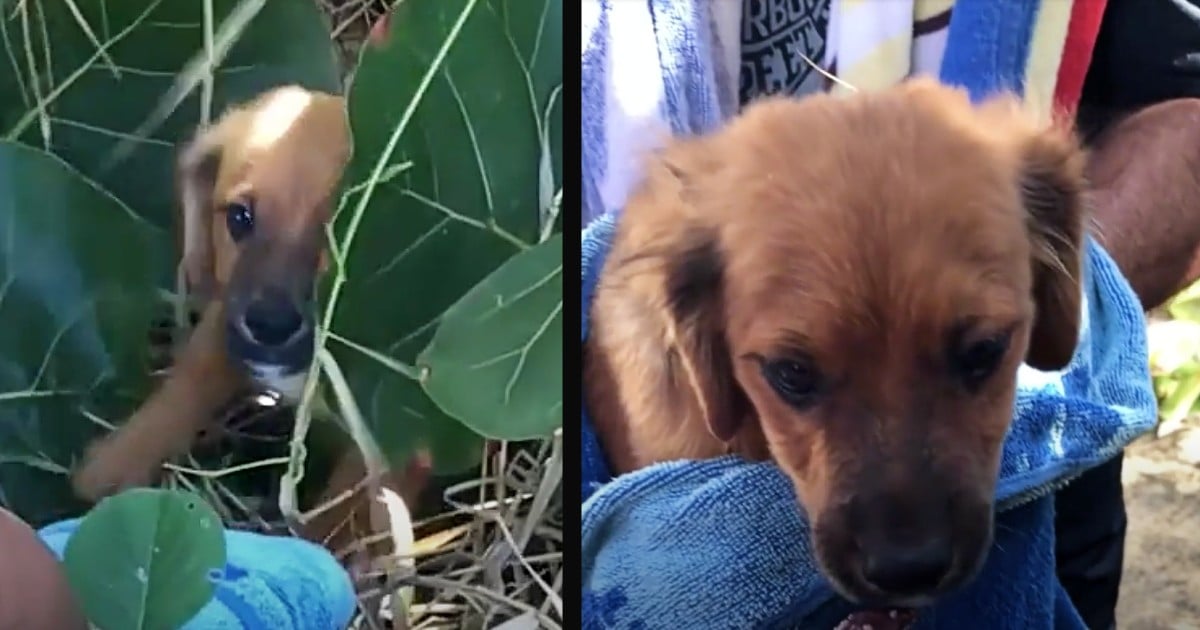 caring for an orphaned puppy taino
