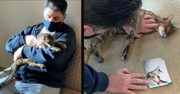 Man’s Cat Went Missing And Then Reappeared 15 Years After Vanishing