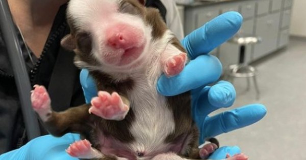 puppy born with 6 legs