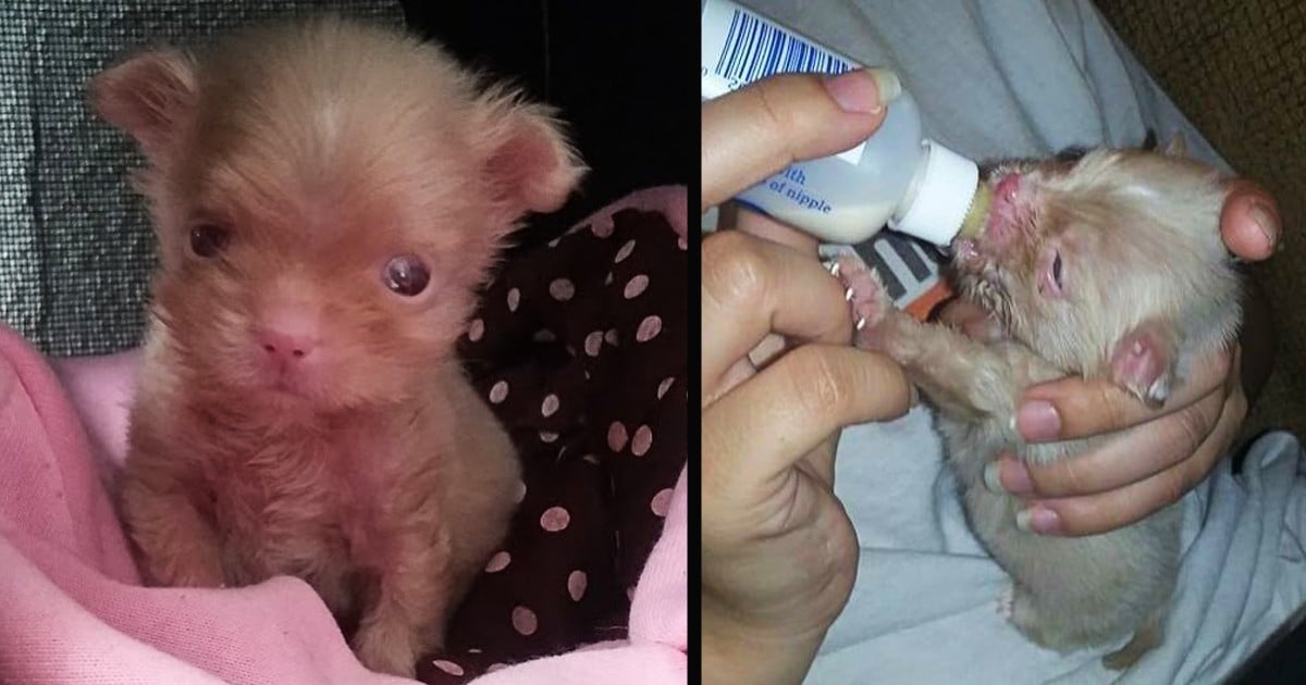 caring for newborn puppy lucky second chance