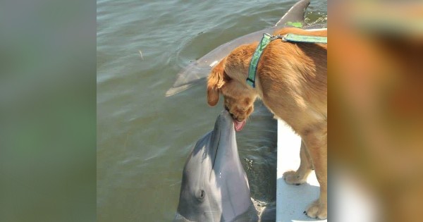 dog kissing dolphin gunner and marie