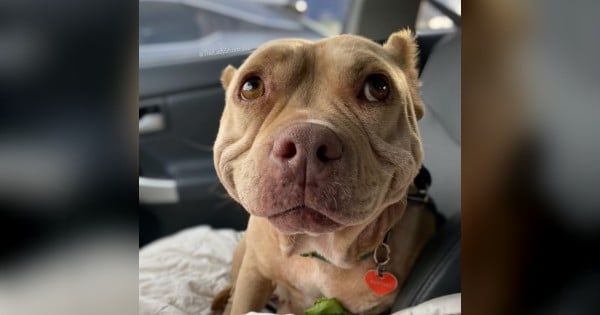 Smiling Dog Face of Shortcake the Pitbull Is Happy Result of Rescue