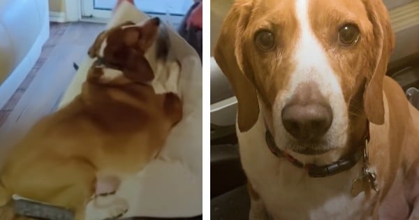 100-lb beagle Jameson