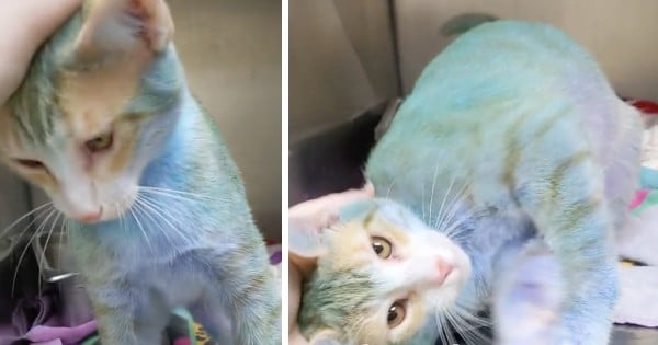cat with blue fur smurf