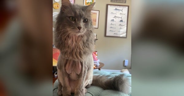 cat with lion haircut