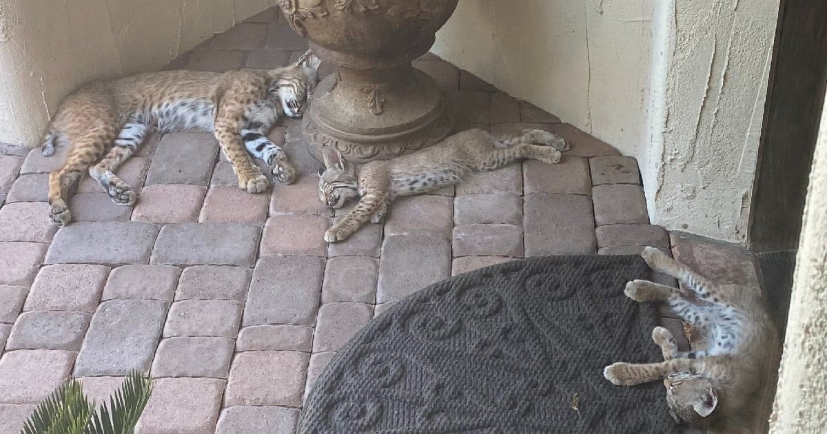 bobcats territory on front porch
