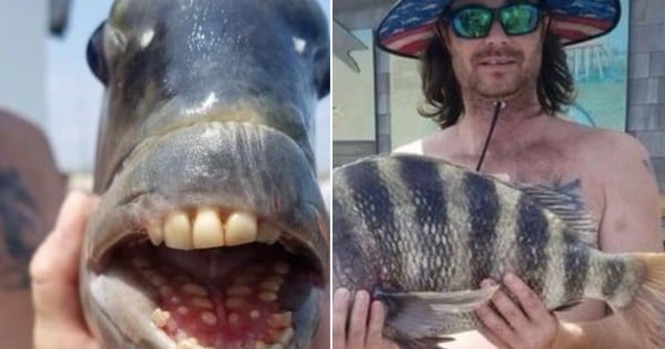 fish with teeth that look human