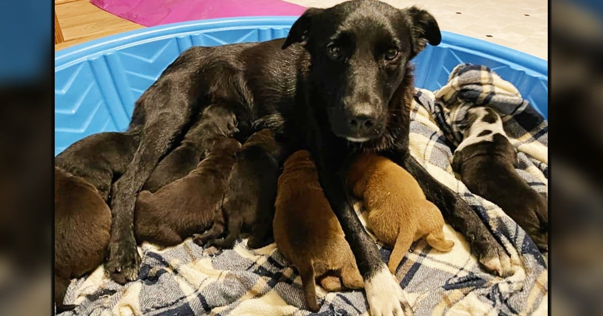 caring for orphaned puppies