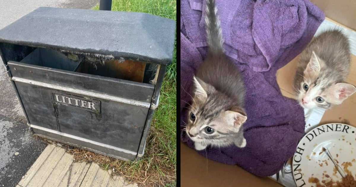 kitten cries animal rescue story
