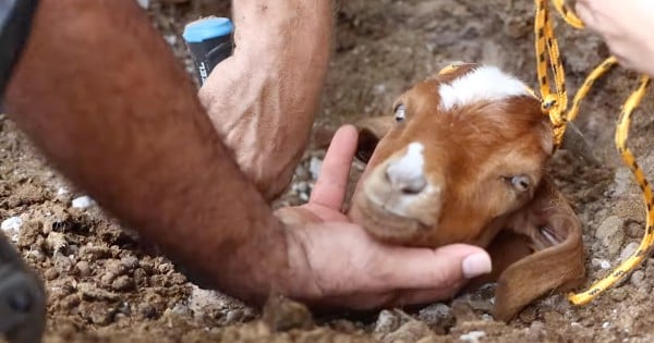 goat rescued from irrigation pipe