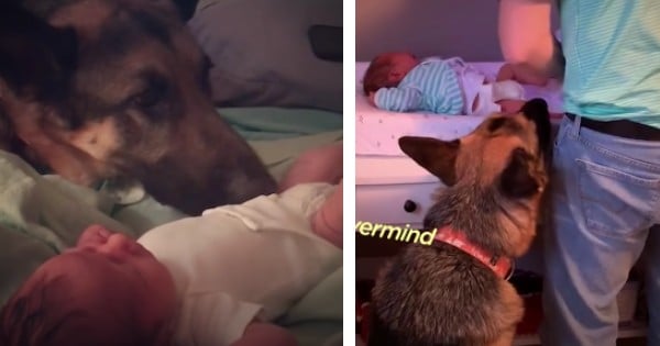 German Shepherd meets baby