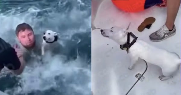 dog rescued from ocean
