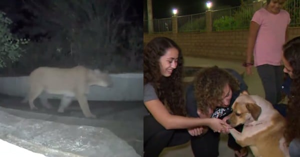dog saves owner from mountain lion