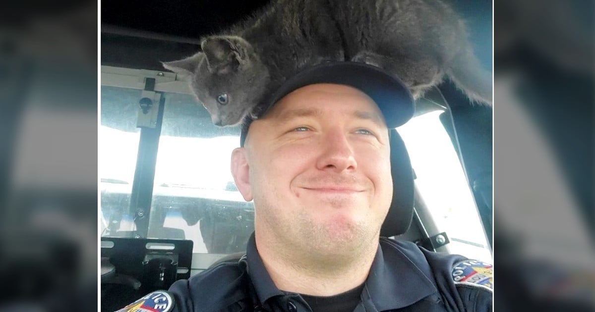 kitten police officer animal rescue
