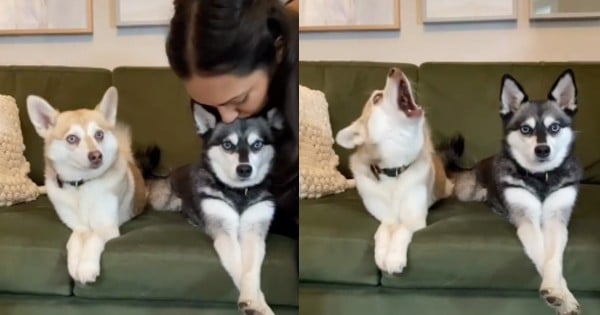 owner kisses dog