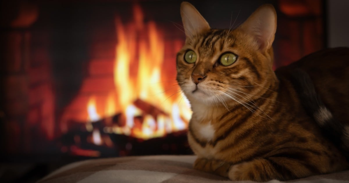 cats starting fires