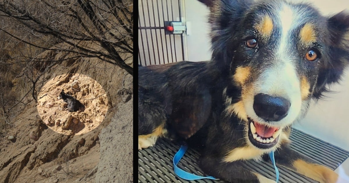 dog rescued from cliff ledge