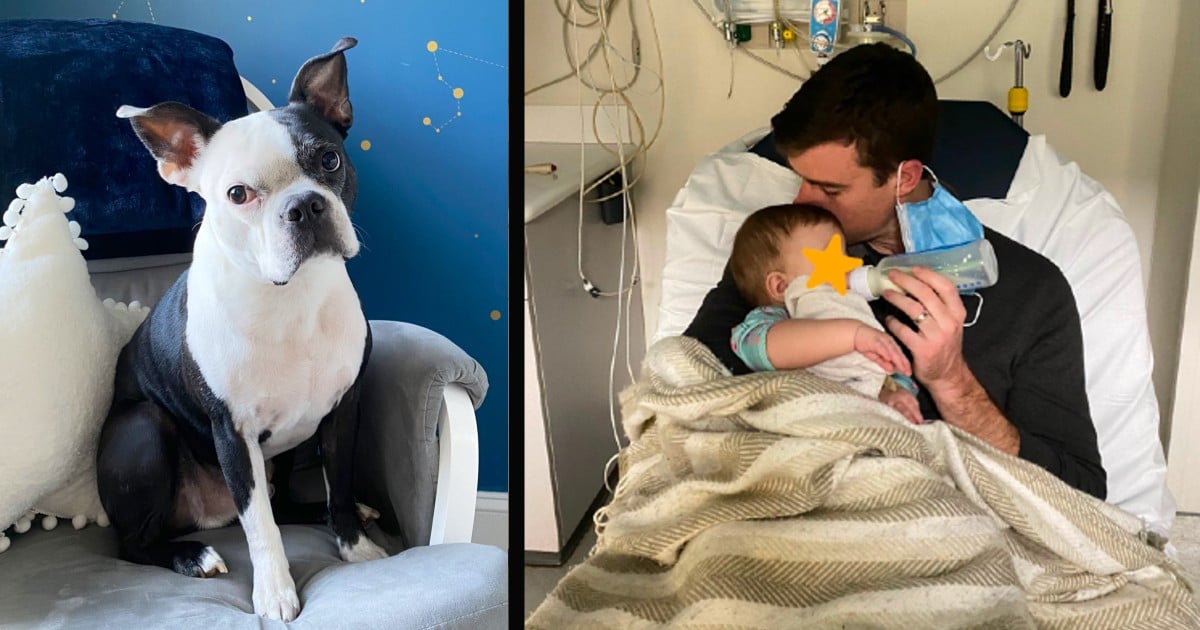 dog saves baby's life
