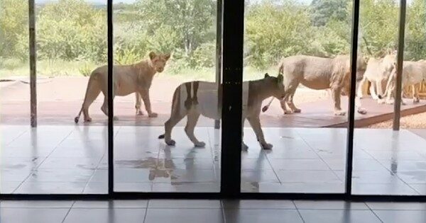 Man Looks Outside And Is Shocked To See A Bunch Of Lions In The Backyard