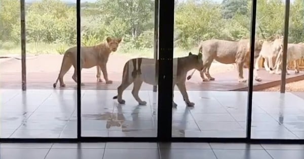 lions in the backyard