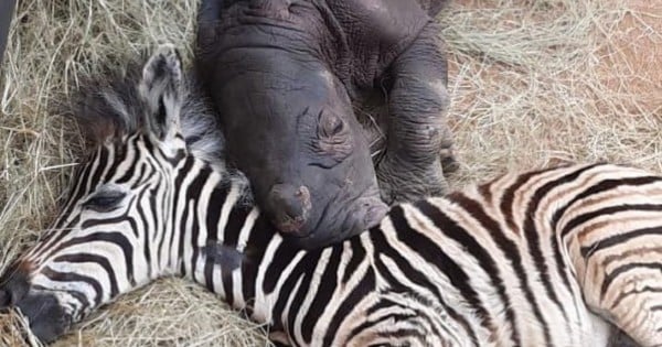 newborn rhinoceros