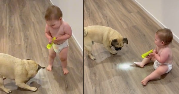 pug chasing flashlight