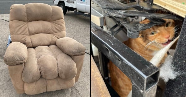 cat donated to thrift store