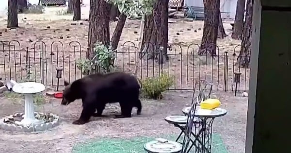 500-pound black bear
