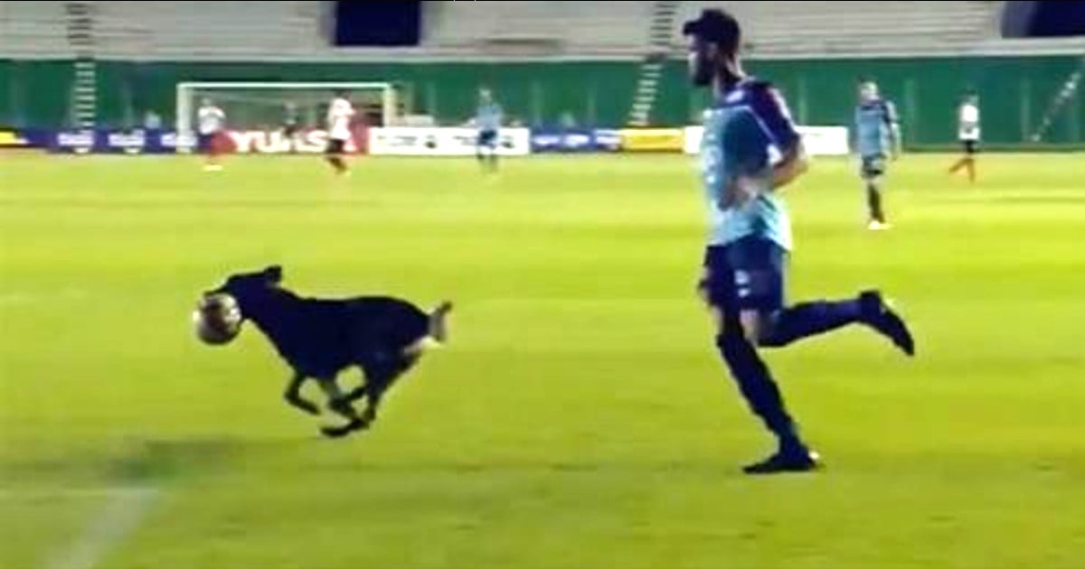 dog runs onto soccer field bolivia