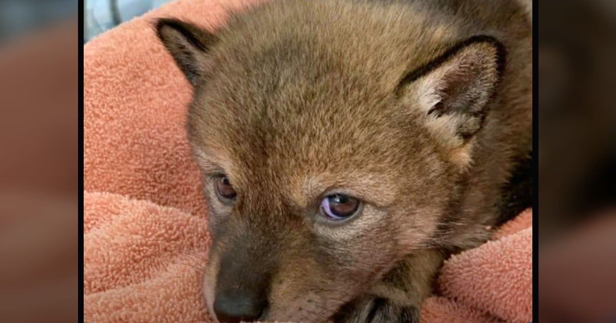 rescued coyote pup