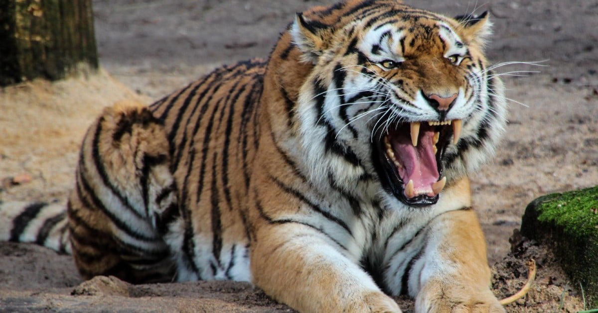 mom fights tiger