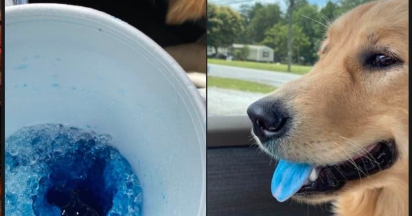 dog's tongue is blue
