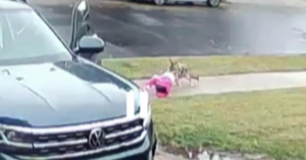 dad saves daughter from coyote