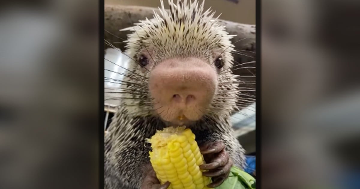 rico the porcupine eating corn